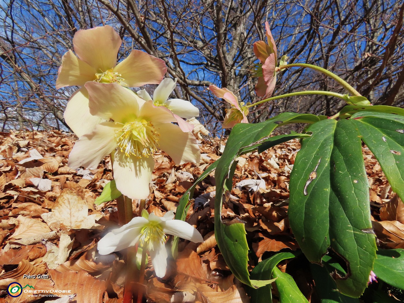 56 Helleborus niger (Ellebori) verso la fruttescenza.JPG